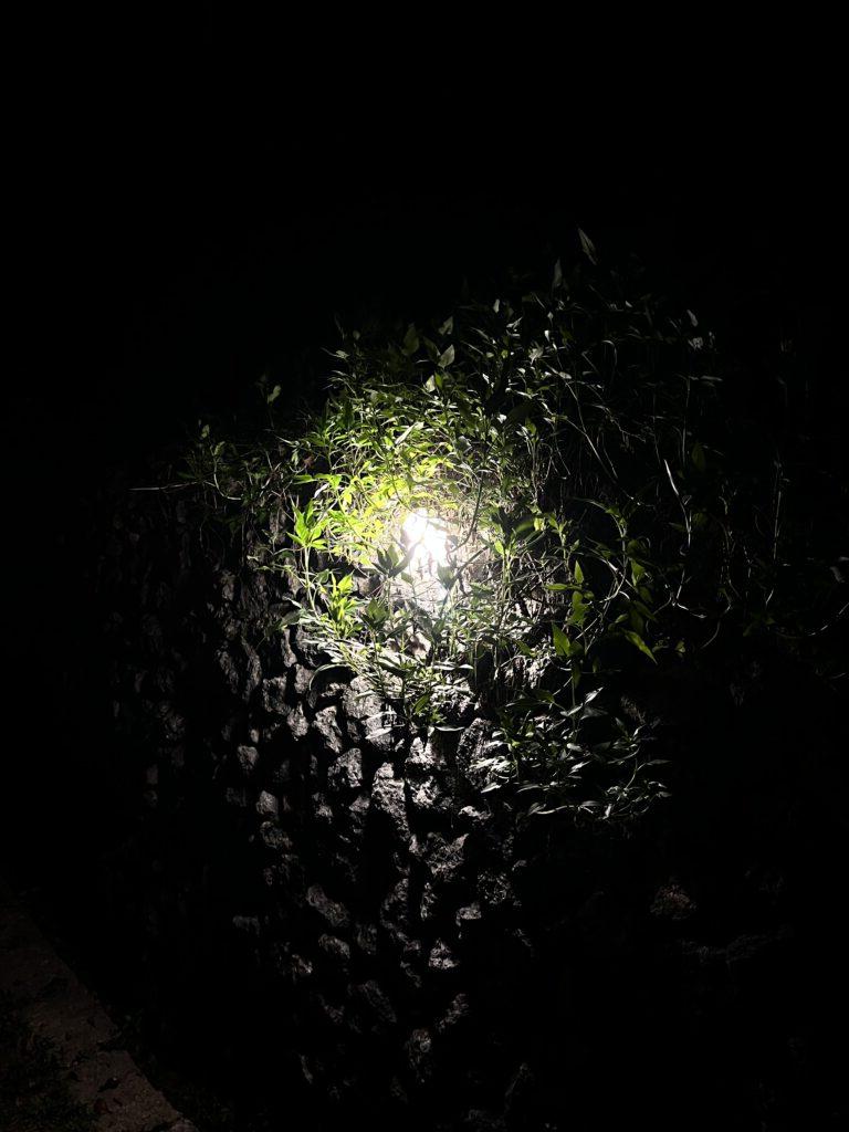照片显示从隧道或地下透出的光线，透过树叶和岩石
