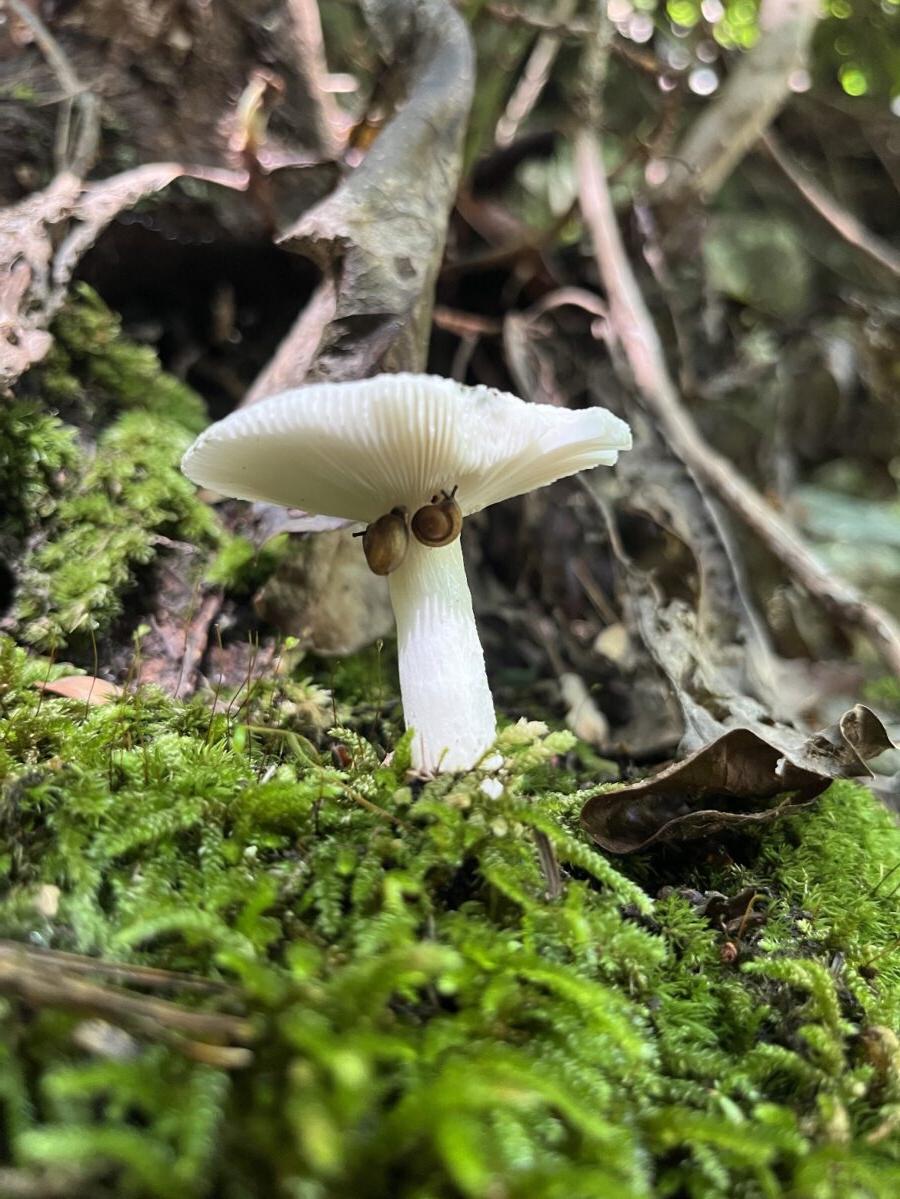 森林地面上的蘑菇照片，前景是苔藓，蘑菇盖下的蜗牛